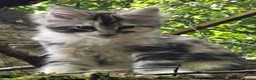 Maine Coon cats for sale: Pair of Maine Coon kittens from Registered parents - Advert 2