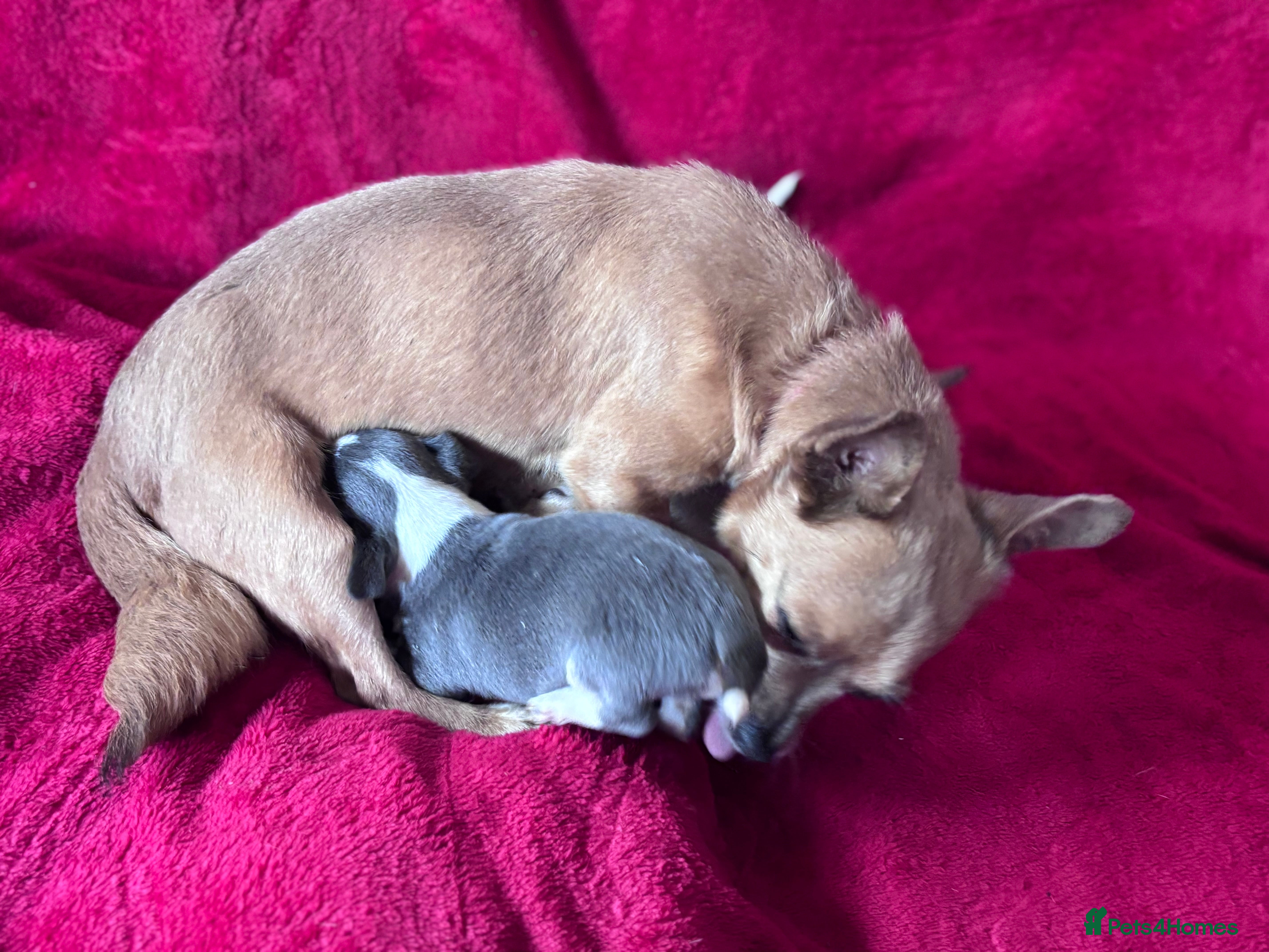 Jack Chi dogs 3/4 chihuahua 1/4 jack  in Leigh-on-Sea - Advert 2