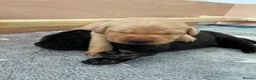 Labrador Retriever dogs for sale: KC Registered Labrador Puppies  - Advert 8