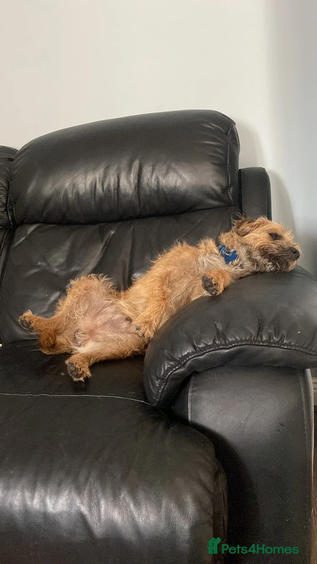 Border Terrier dogs for stud: 3yr old border fantastic temperament  in Bolton - Advert 7