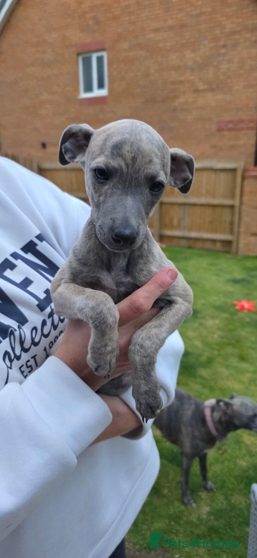 Whippet dogs Whippet - Advert 1