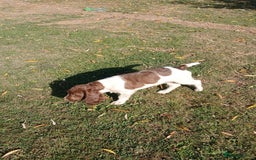 English Springer Spaniel dogs for sale: Last remaining springer puppy, Archie 'Mr Shy'  - Image 3