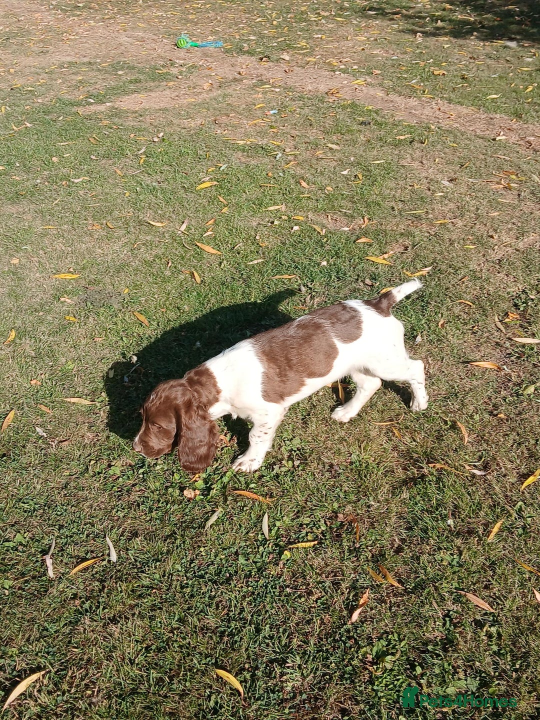 English Springer Spaniel dogs for sale: Last remaining springer puppy, Archie 'Mr Shy'  - Image 3