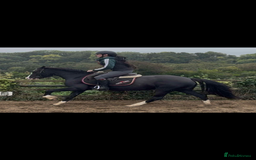 Welsh Section D horses for sale: Ebony - A 148 with huge potential !! - Image 4