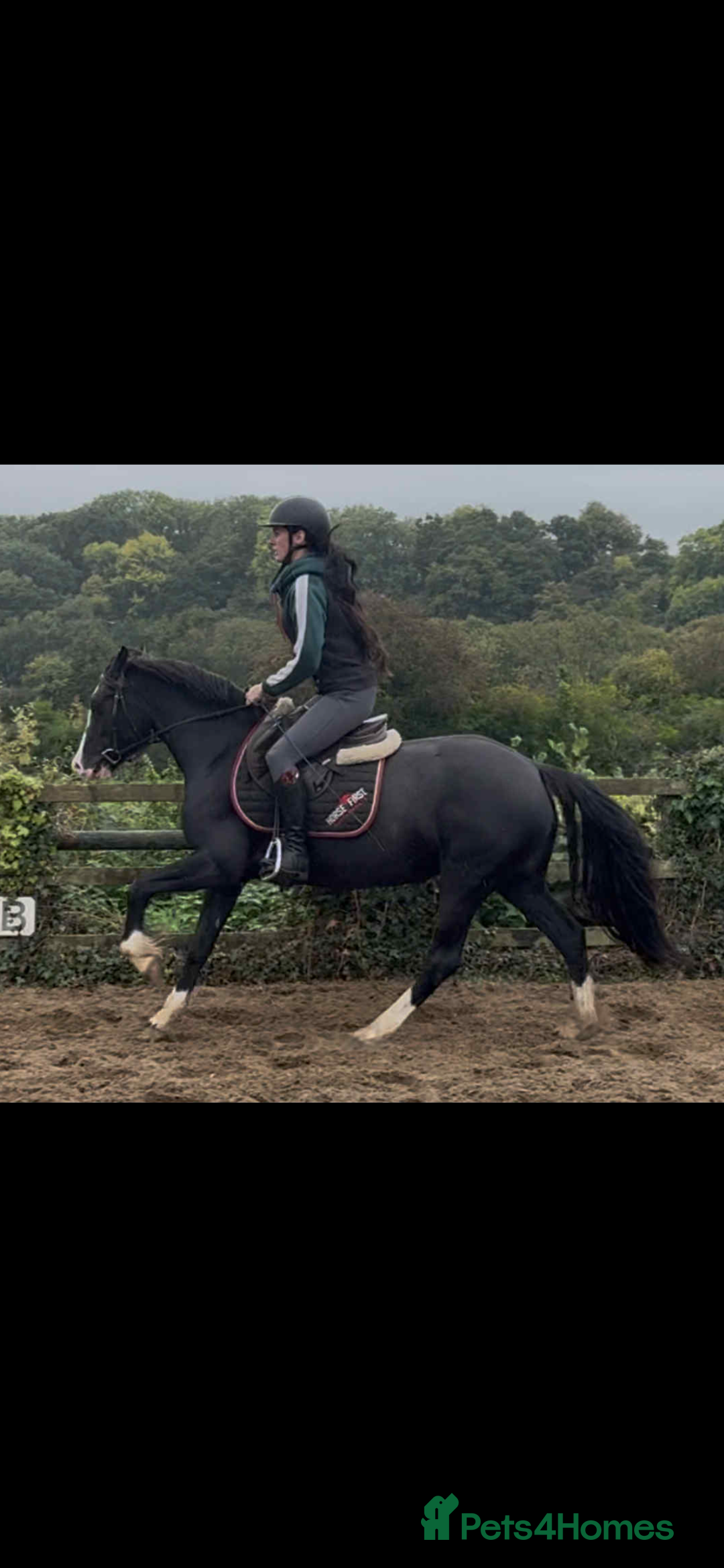 Welsh Section D horses for sale: Ebony - A 148 with huge potential !! - Image 4