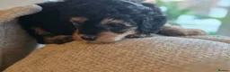 Cavapoo dogs for sale: FB11 Cavadoodles  - Advert 9
