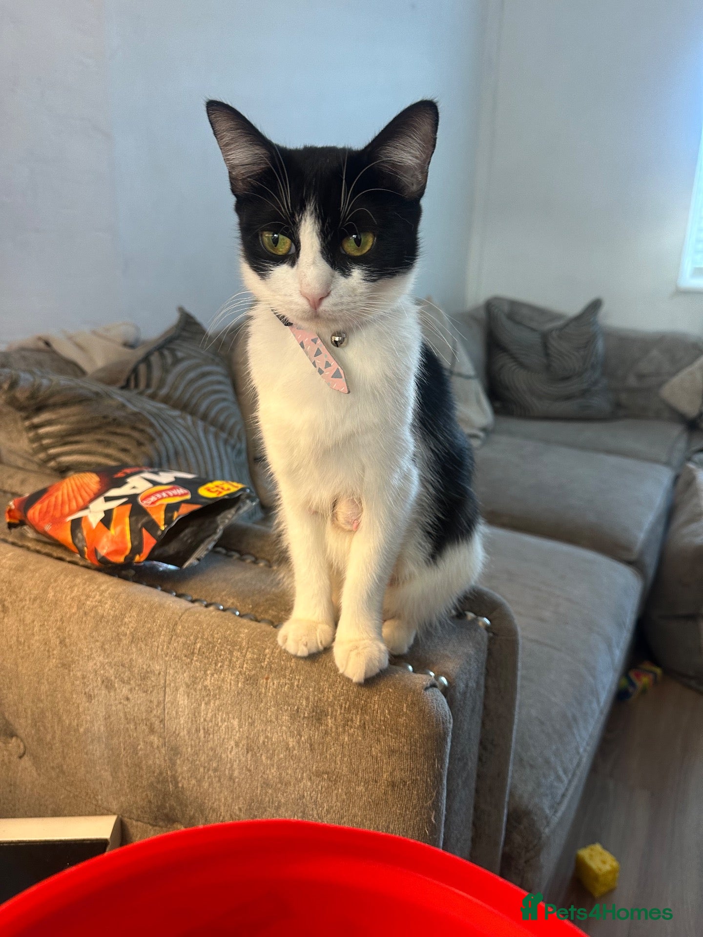 Mixed Breed cats Kittens for sale - Advert 1