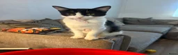 Mixed Breed cats for sale: Kittens for sale - Advert 1