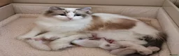Ragdoll cats for stud: 🏆 GCCF & TICA Seal Bi-colour, Champion sired - Advert 11