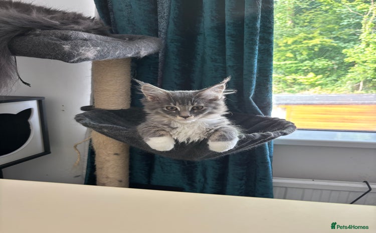 Maine Coon cats - Advert 11