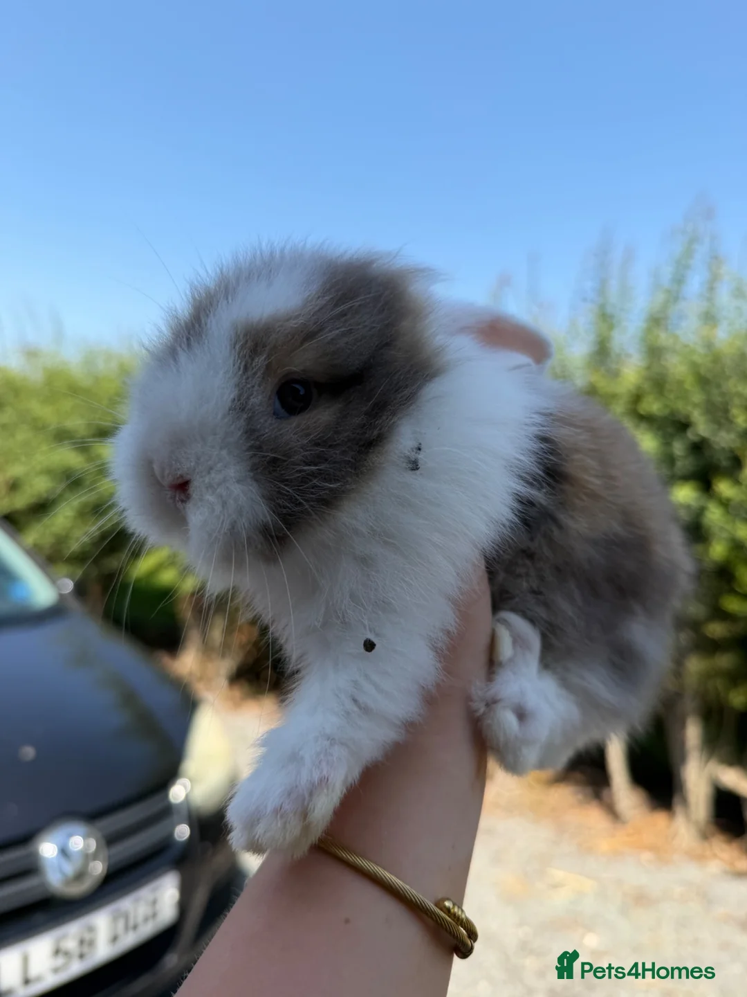 Lionhead rabbits for sale: Lion head rabbits  in Swaffham - Advert 2