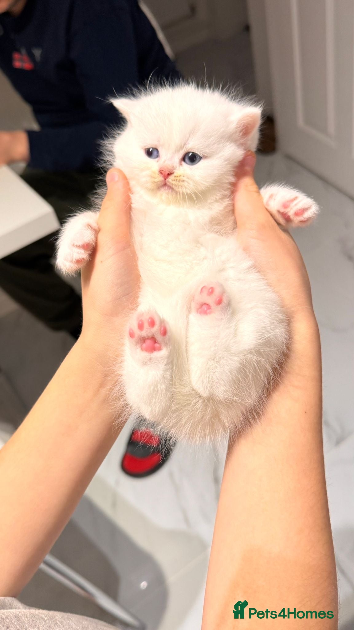 British Longhair cats Adorable British Longhair and Shorthair kittens - Advert 2