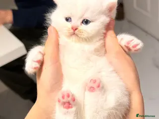 British Longhair cats Adorable British Longhair and Shorthair kittens - Advert 2