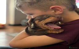 Miniature Dachshund dogs for sale: Beautiful KC Reg Miniature Dachshund Pups - Image 13