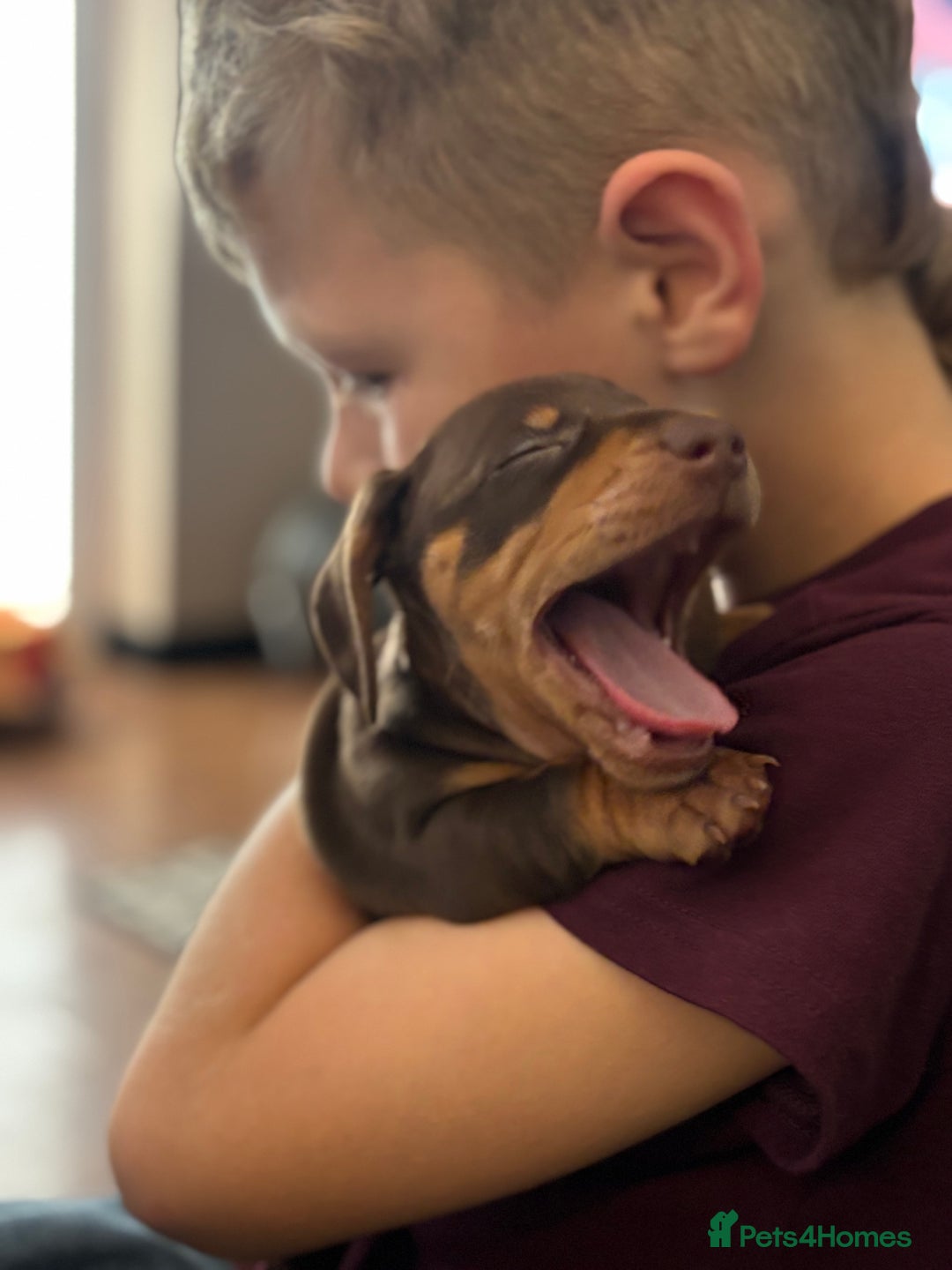 Miniature Dachshund dogs for sale: Beautiful KC Reg Miniature Dachshund Pups - Image 13