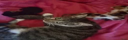 Mixed Breed cats for sale: Kittens  in Ross-on-Wye - Advert 11