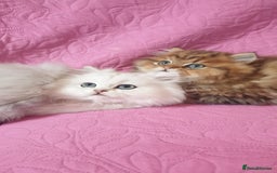 Persian cats for sale: 💖Beautiful Pedigree Chinchilla Persian Kittens. - Advert 15