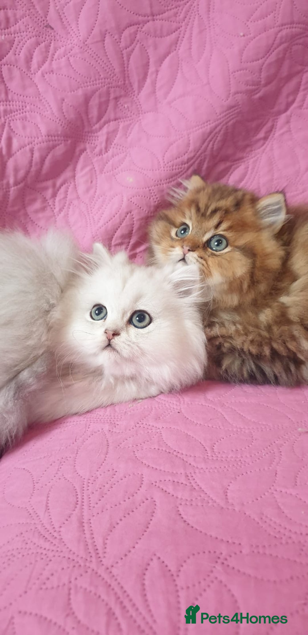 Persian cats for sale: 💖Beautiful Pedigree Chinchilla Persian Kittens. - Advert 15