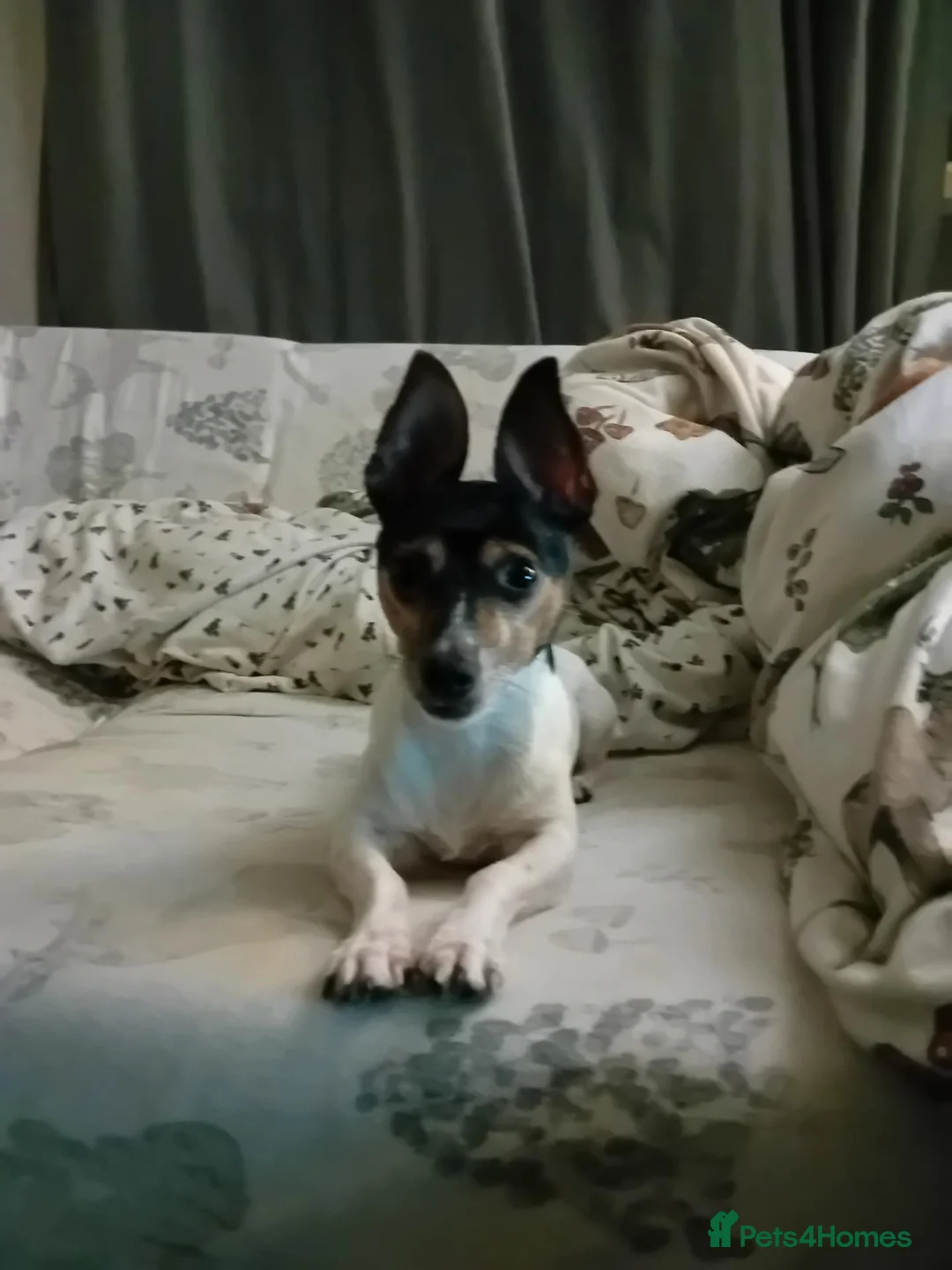 Mixed Breed dogs for stud: Arco - Jack Russell/Chihuahua X for Stud in Preston - Advert 2