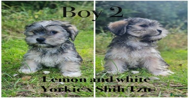 Shorkie dogs - Advert 15