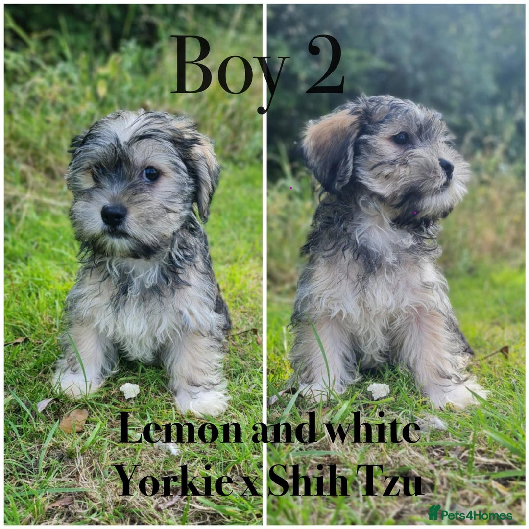 Shorkie dogs for sale: Shorkie pups ready now - Image 2