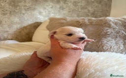 Morkie dogs for sale: Teacup Maltese/morkie babies  - Image 3