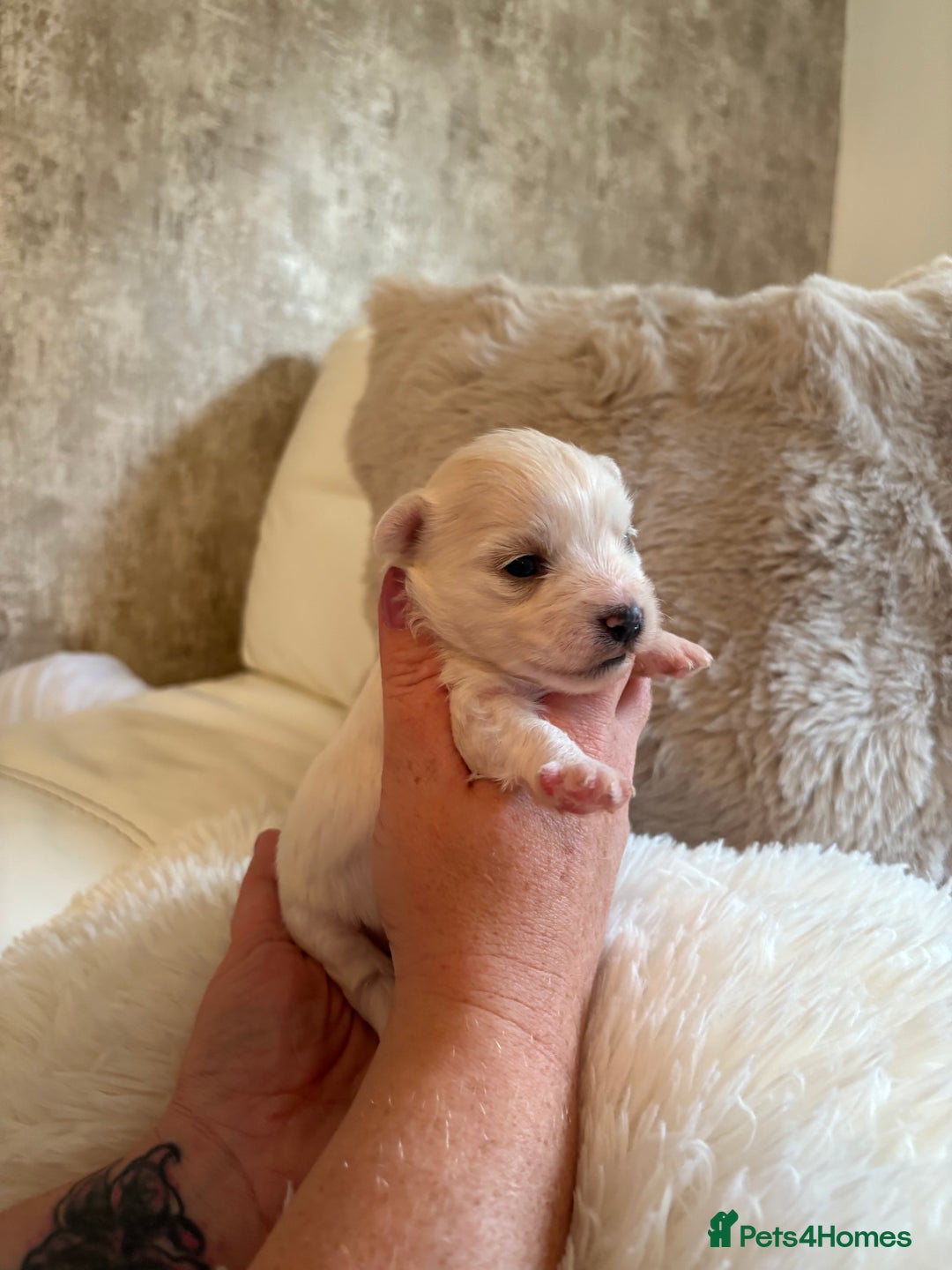 Morkie dogs for sale: Teacup Maltese/morkie babies  - Image 3