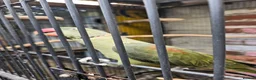 Mixed Breed birds for sale: Alexandraine  - Advert 10
