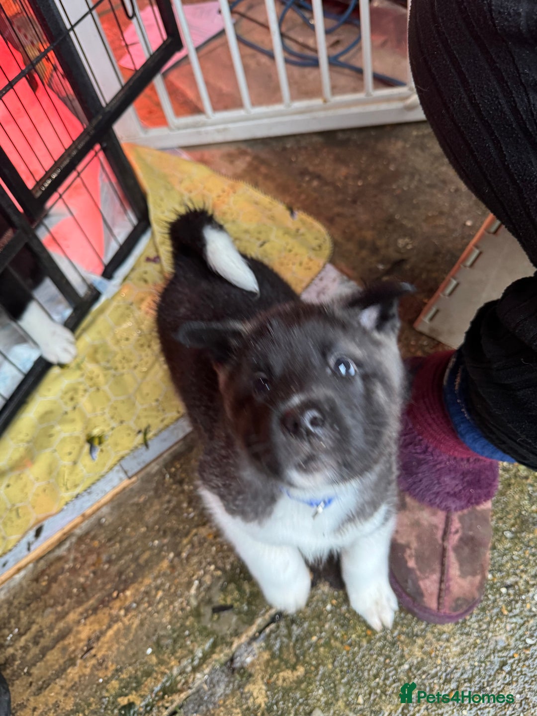 Akita dogs for sale: Black Mask American Akita Puppies - Advert 27