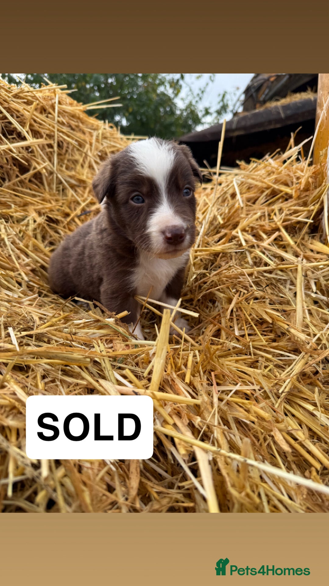 Border Collie dogs for sale: Working chocolate border collies 1 BOY LEFT - Image 9