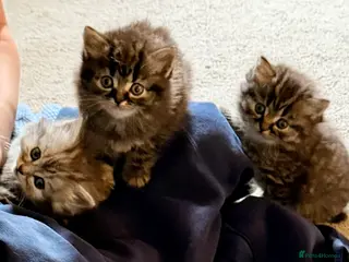 Persian cats Beautiful Persian Kittens - Advert 1