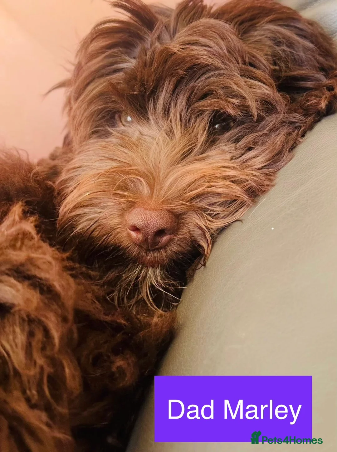 Mixed Breed dogs for sale: Airedale X Cockapoo  - Advert 18