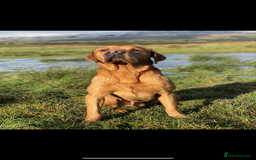 Labrador Retriever dogs for sale: Fox Red Labrador Puppies - Image 9
