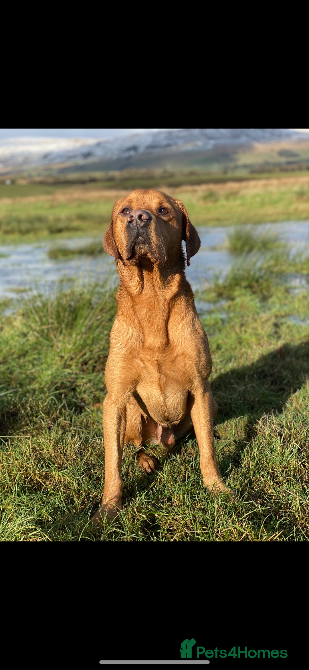 Labrador Retriever dogs for sale: Fox Red Labrador Puppies - Image 9