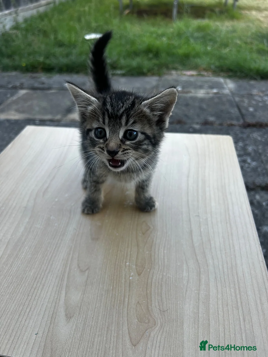 Mixed Breed cats for sale: Mixed breed - Advert 10