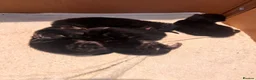 Mixed Breed cats for sale: Kittens in Norwich - Advert 7