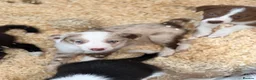 Border Collie dogs for sale: Rare coloured Border Collie Puppies for sale - Advert 10