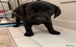 Labrador Retriever dogs for sale: Black/fox Labrador kc with 5 wks free insurance  - Image 15