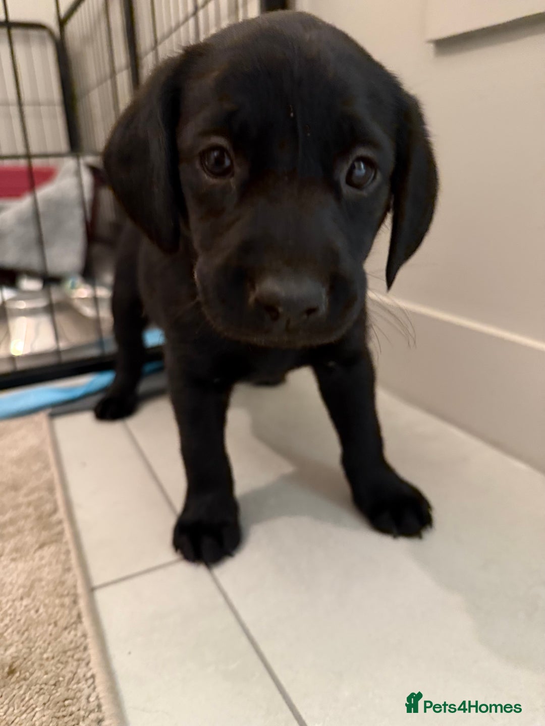 Labrador Retriever dogs for sale: Black/fox Labrador kc with 5 wks free insurance  - Image 15
