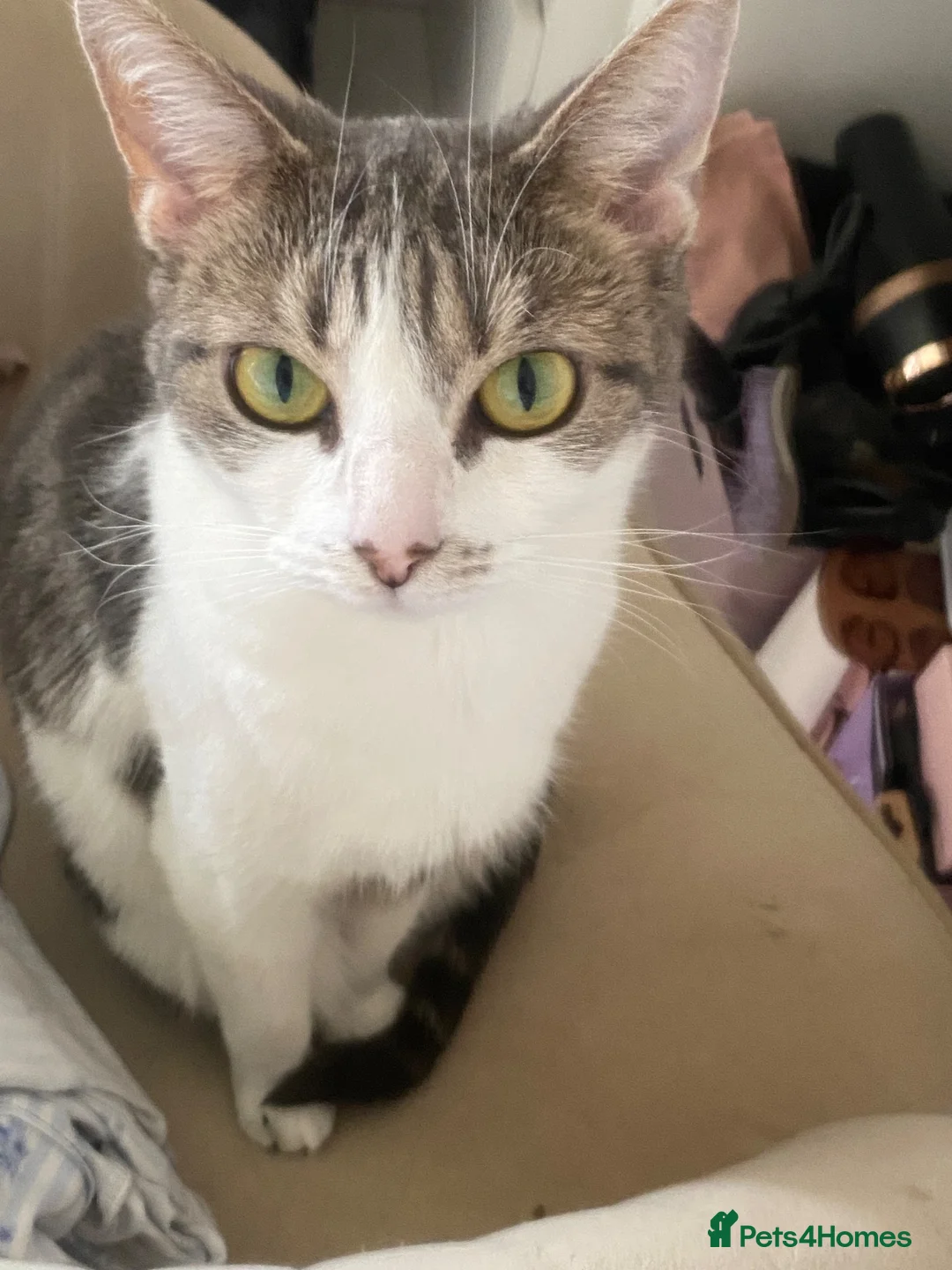 Maine Coon cats for sale: Both cats need to leave together in Glasgow - Advert 2