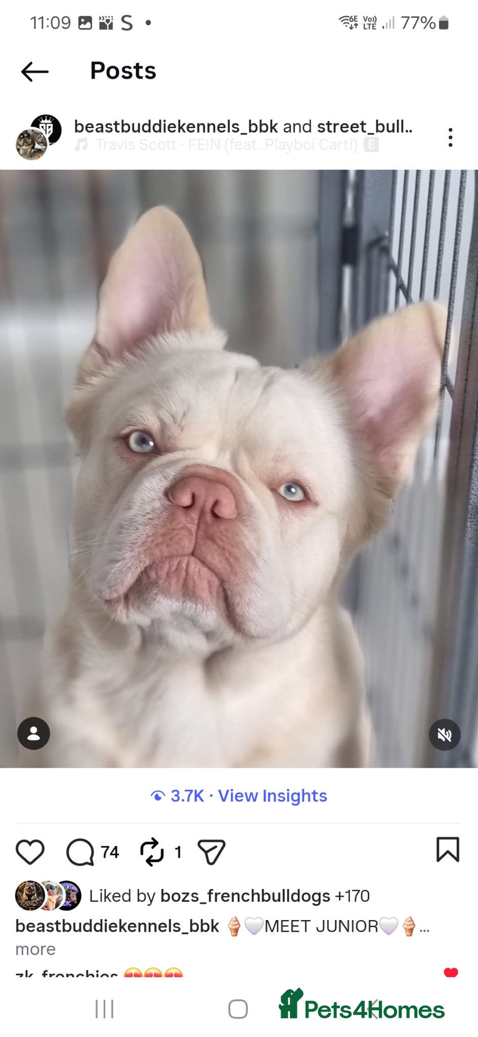 French Bulldog dogs for stud: JUNIOR FLUFFY DOUBLE CHOC MERLE WRAPPED IN CREAM  - Advert 2