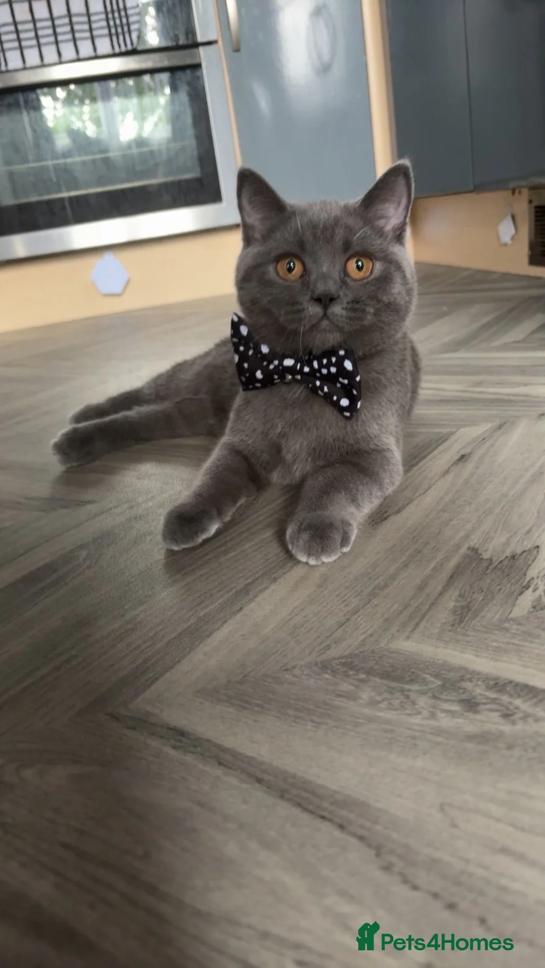 British Shorthair cats for sale: Female British short hair in Bradford - Advert 2