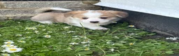 Welsh Corgi Pembroke dogs for sale: Handsome KC Reg Pembroke Corgi Pups in Caerphilly - Advert 25