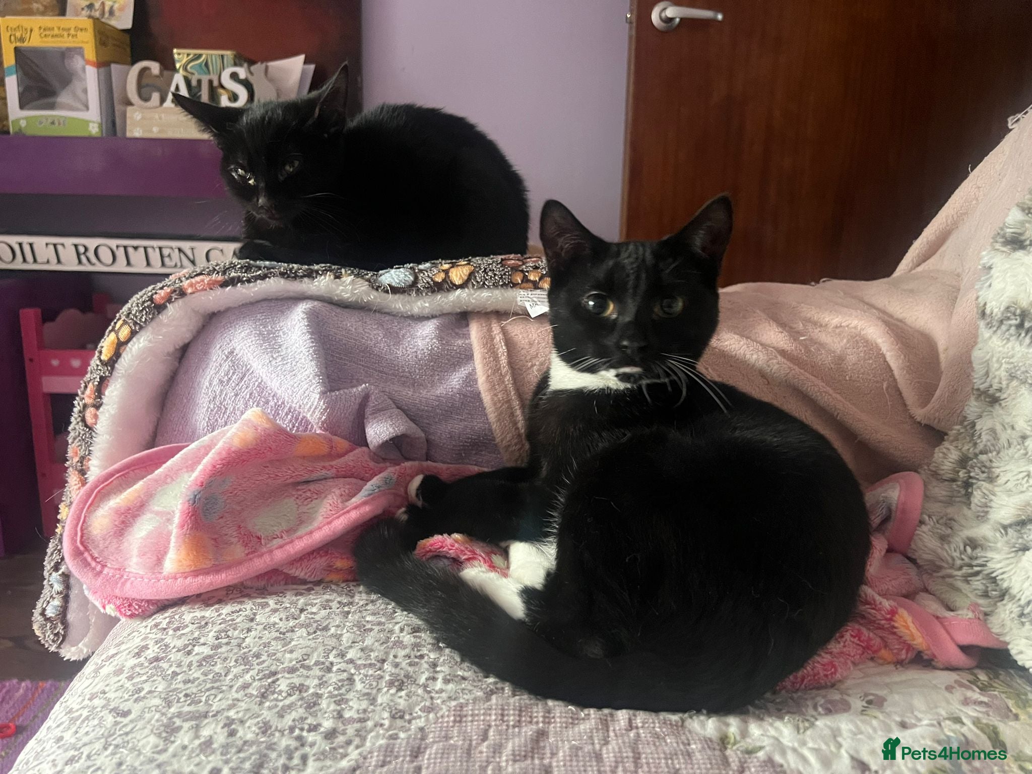 Mixed Breed cats Bonded pair of kittens deserve a chance - Advert 13