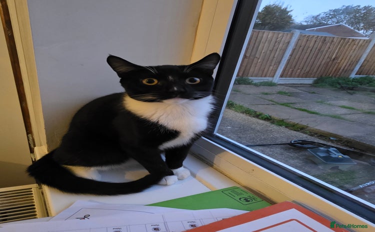 Mixed Breed cats - Advert 6