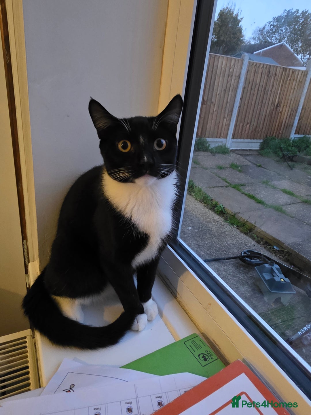 Mixed Breed cats for sale: Milo Needs a new home asap £25 - Image 1