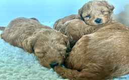 Cavapoo dogs for sale: Gorgeous Cavapoo puppies from family home  - Image 7