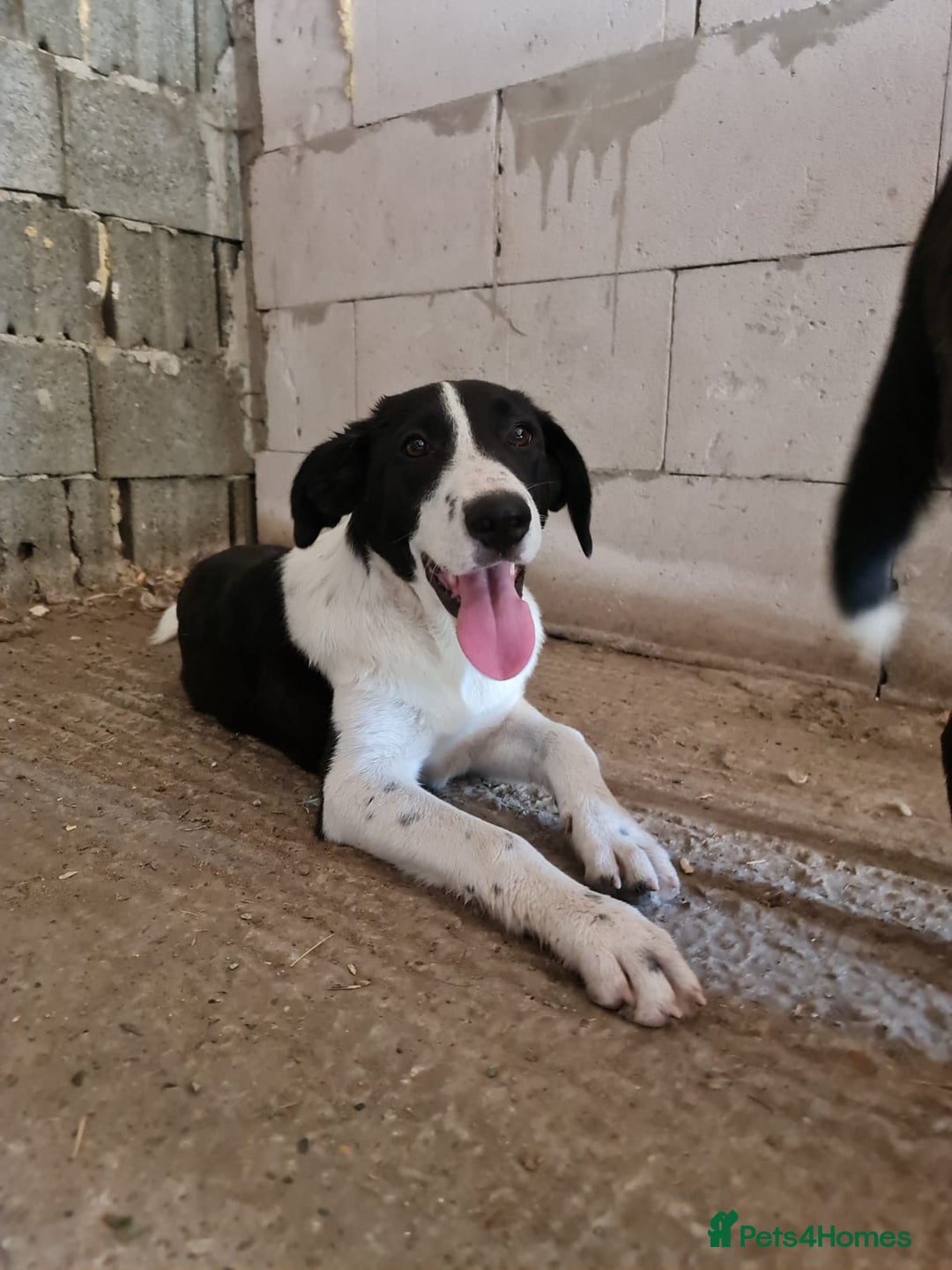 Mixed Breed dogs for adoption: NALA, a Lovely Girl - for a Loving Home - Image 2