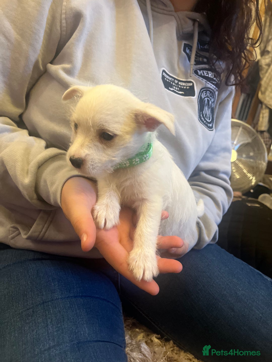 Mixed Breed dogs for sale: Westie x jack russels  - Image 6