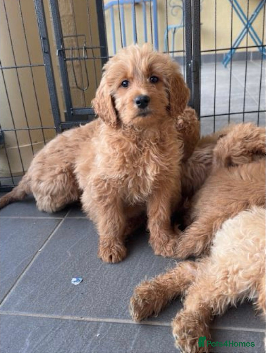 Goldendoodle dogs for sale: Goldendoodle puppy Rehoming - Image 5
